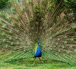 Peacock With Beautiful Feather...