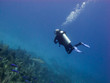 diver and shark