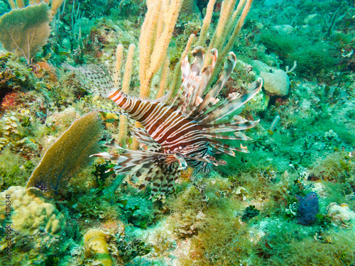 Photo: common lionfish (Pterois volitans) common lionfish (Pterois volitans)