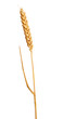 isolated ear of gold wheat without awns