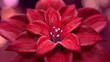 Blooming red flower 3d animation