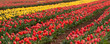 Tulip fields at Table Cape