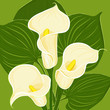 Floral background with Zantedeschia aethiopica