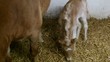 Video: Haflingerstute mit Fohlen Haflingerstute mit Fohlen