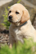 Portrait of adorable labrador retriever puppy