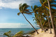 palm trees row beach