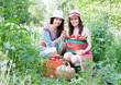  happy women with vegetables harvest