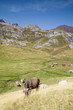 Cows grazing in the Hecho's Valley