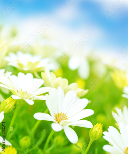 Photo: Daisy flowers field Daisy flowers field
