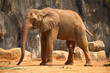 African elephant