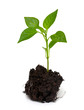young paprika plant