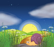 A snail along the road