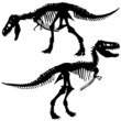 T rex skeleton