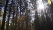 Walking in the woods, Steadicam shot