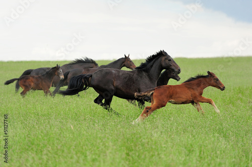 Photo: Horses in meadow Horses in meadow