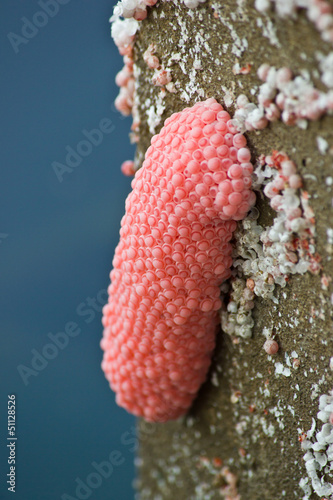 Photo: Shellfish Cherry Egg Shellfish Cherry Egg