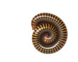 Tropical Millipede Isolated On...