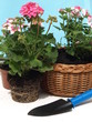 Plants