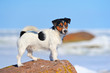 Dog  on the cliff