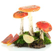red amanitas with moss isolated on white