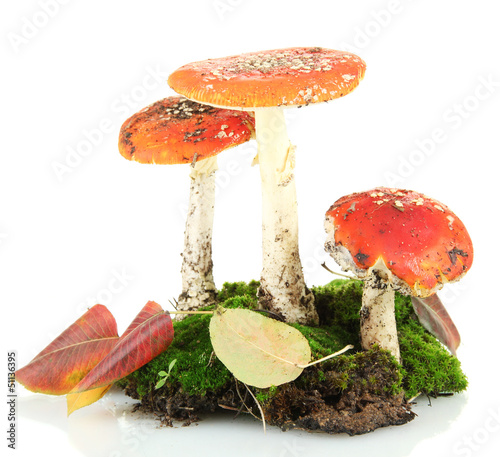 Photo: red amanitas with moss isolated on white red amanitas with moss isolated on white