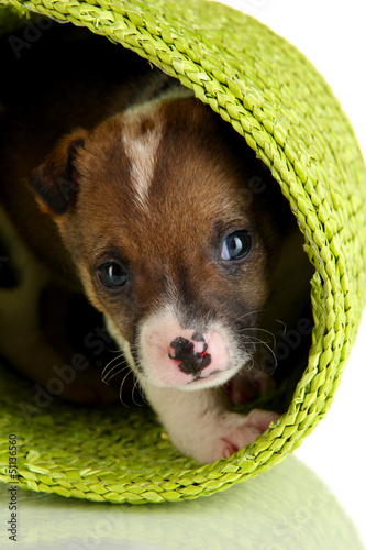 Photo: Beautiful little puppy in basket isolated on white Beautiful little puppy in basket isolated on white