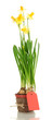 Beautiful yellow daffodils in flowerpot isolated on white