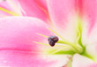 Pink lily flower
