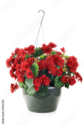 Photo: Hanging Begonias Hanging Begonias