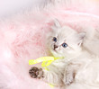 closeup portrait of a  beautiful kitten