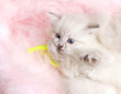 closeup portrait of a amusing kitten