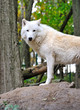 Photo: White wolf White wolf