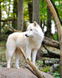 Photo: White wolf White wolf