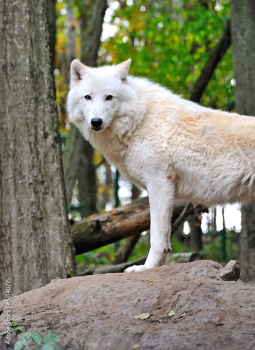 Photo: White wolf White wolf