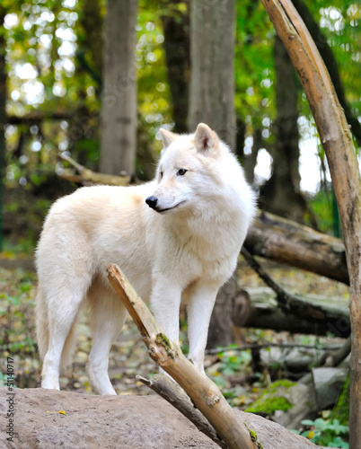 Photo: White wolf White wolf