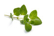 Herbs Series - Oregano