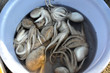 Fresh squids in a fish market