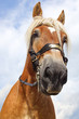 Portrait of red horse.