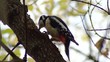 Great Spotted Woodpecker