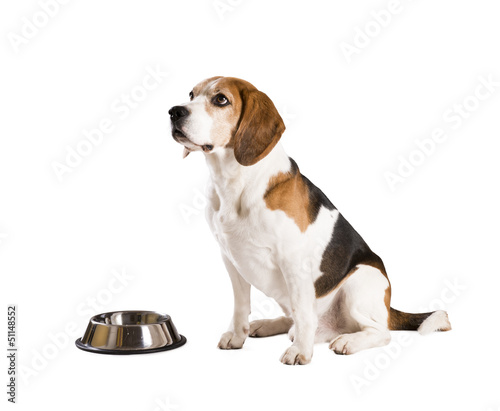 Photo: Dog in studio Dog in studio