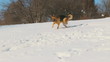 Dog in winter country