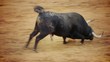 falling bull in the bullring. Powerful spanish bull