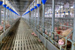 pork plant
