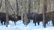 European Bison in winter among trees