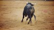 Powerful spanish bull, bullfight arena