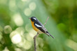 male mugimaki flycatcher