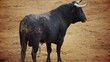 Powerful spanish bull, bullfight arena