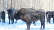 European Bison in winter among trees