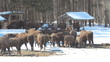 European Bison in winter among trees