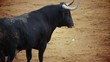 Powerful spanish bull, bullfight arena